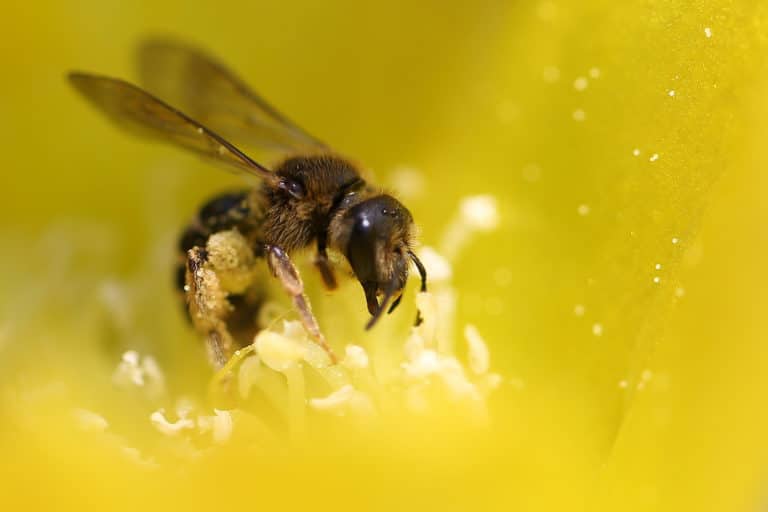 bees knees