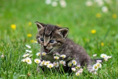 Three-tips-to-keep-your-computer-purring-like-a-kitten_1538705870 Three-tips-to-keep-your-computer-purring-like-a-kitten
